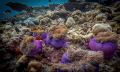  anemones  